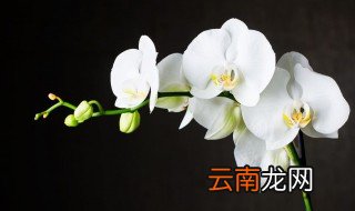 蝴蝶兰栽种的注意事项，蝴蝶兰移栽注意事项