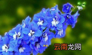 飞燕草栽种要注意什么问题 飞燕草的种植方法及注意事项