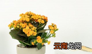 水培长寿花养殖方法和注意事项