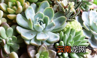 黄丽多肉冬天养殖注意事项 多肉黄丽夏季休眠吗