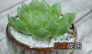 玉露的养殖方法和注意事项事项