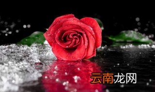 刚刚栽种的月季注意哪些 刚栽月季要注意什么