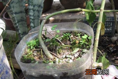 百香果扦插几天发芽