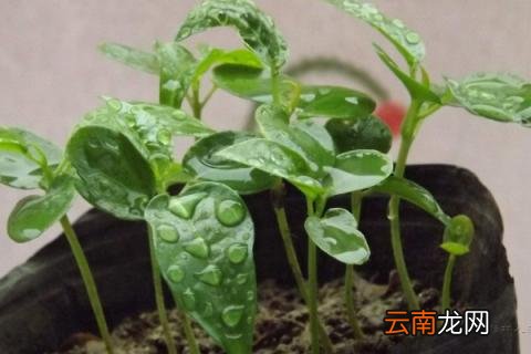 百香果扦插几天发芽