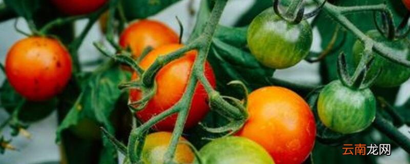 番茄需要修枝吗