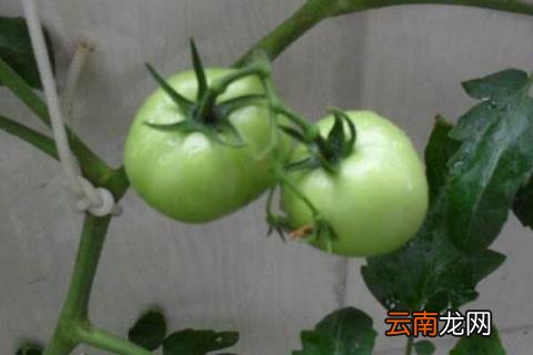 番茄需要修枝吗