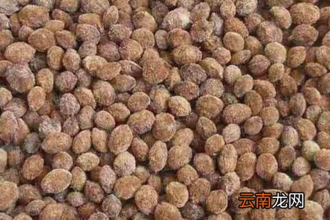 杨梅种子怎样催芽