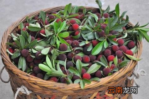 杨梅种子怎样催芽