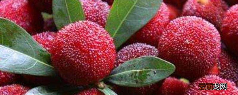 杨梅种子怎样催芽