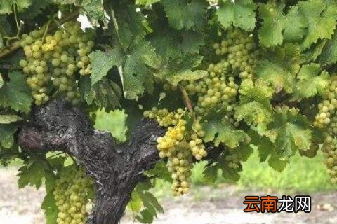 葡萄的管理方法