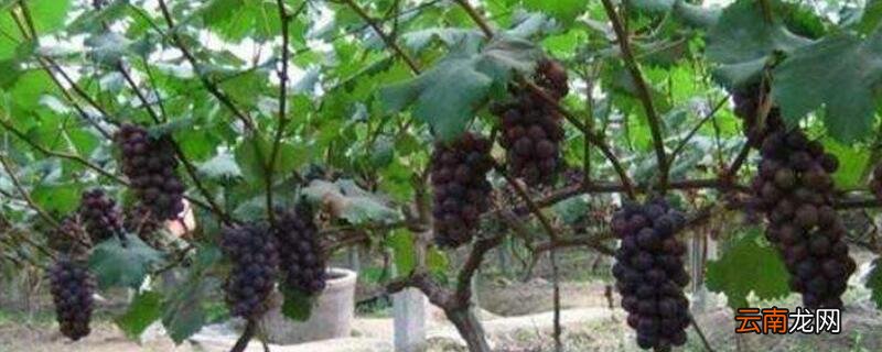 葡萄的管理方法