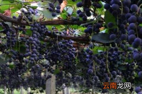 葡萄的管理方法