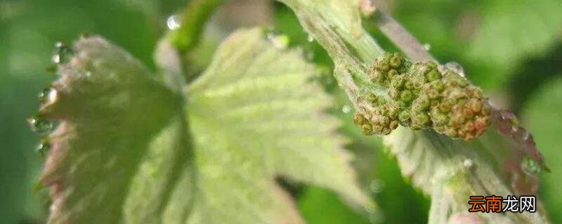 葡萄不发芽怎么处理