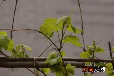 葡萄不发芽怎么处理