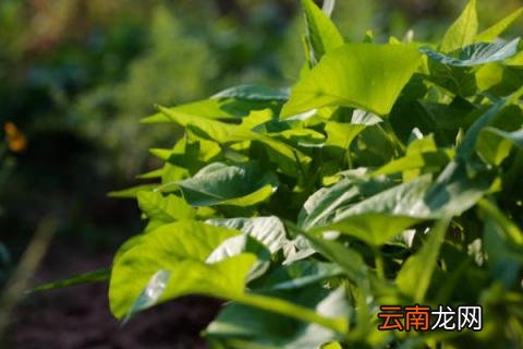 空心菜叶子发黄怎么治