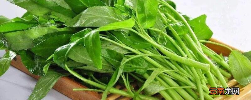 空心菜叶子发黄怎么治