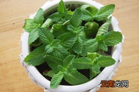 薄荷枝剪下来能养活么