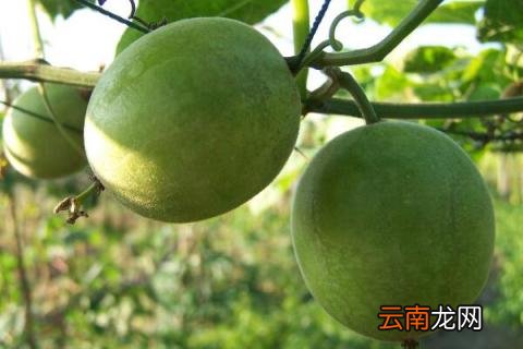 罗汉果是凉性还是热性