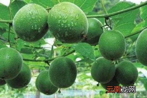 罗汉果是凉性还是热性