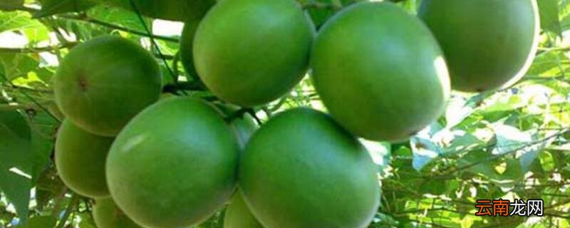 罗汉果是凉性还是热性