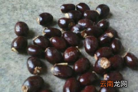 荔枝核可以种吗