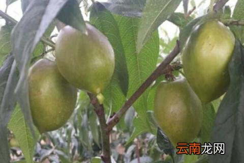 桃树多效唑使用方法