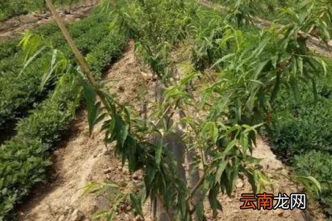 桃树多效唑使用方法