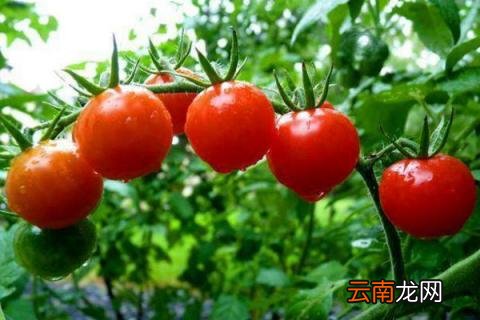 西红柿需要剪枝吗