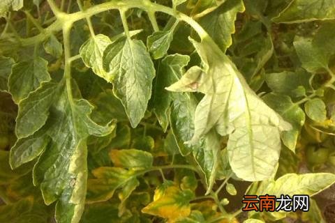 番茄叶子发黄