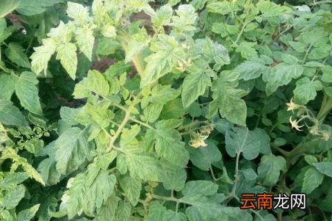 番茄叶子发黄