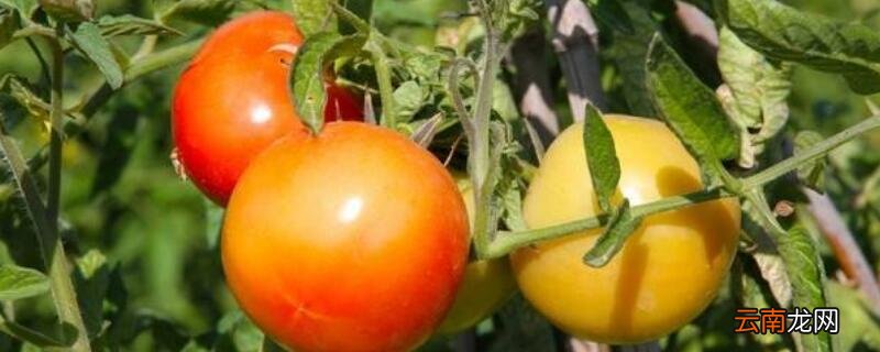 西红柿需要剪枝吗