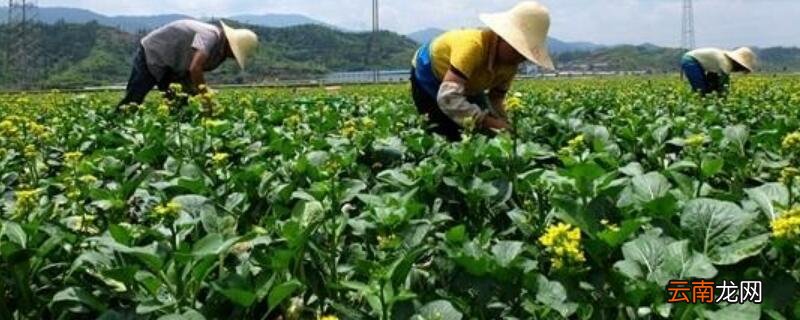 5月份种什么菜合适