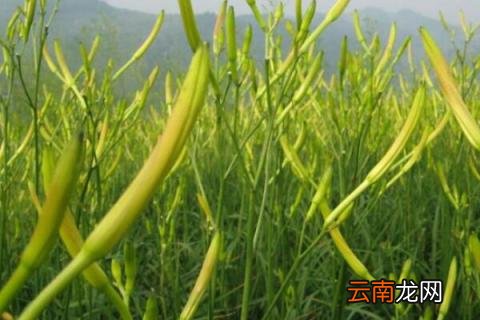 5月份种什么菜合适