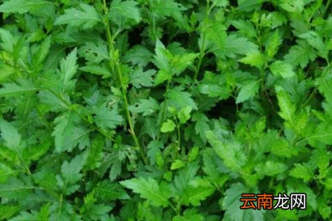 5月份种什么菜合适