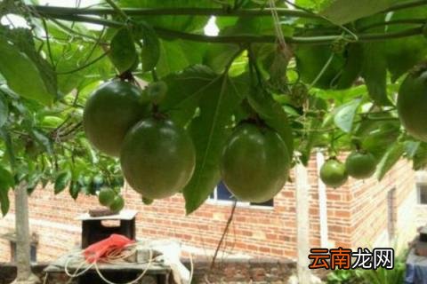 百香果枯萎怎么救活