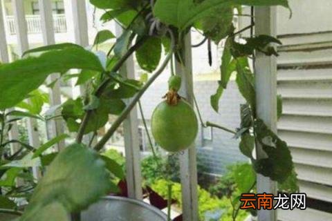 百香果枯萎怎么救活