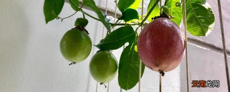 百香果枯萎怎么救活