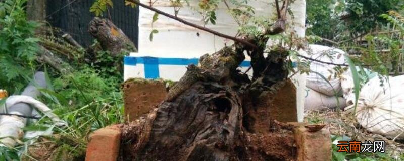 下山桩回芽补救