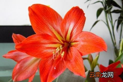 朱顶红开花后花梗处理