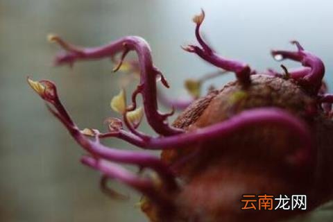 紫薯发芽了能种吗