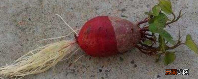 紫薯发芽了能种吗