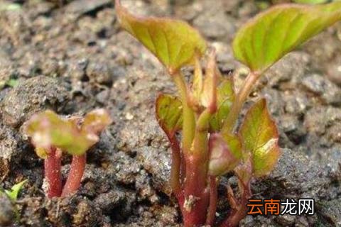 紫薯发芽了能种吗