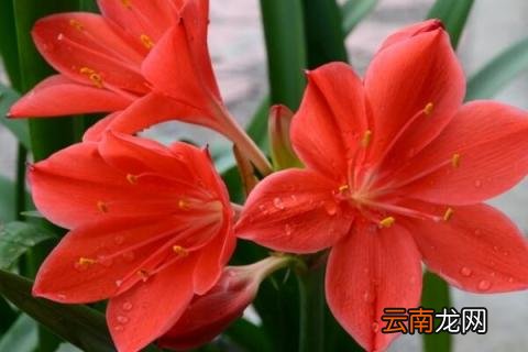 朱顶红开花后花梗处理