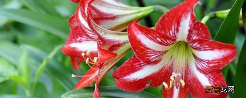 朱顶红开花后花梗处理