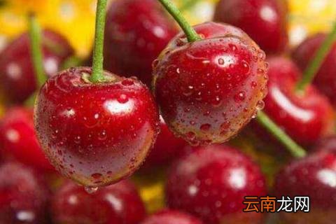 车厘子品种有哪几种