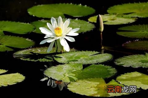 睡莲用什么盆养