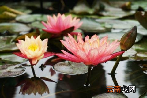 睡莲用什么盆养