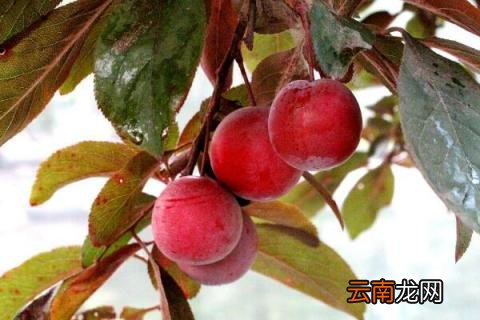 紫叶李的果子什么时候成熟