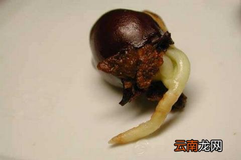 荔枝子怎么发芽