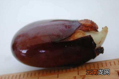 荔枝子怎么发芽